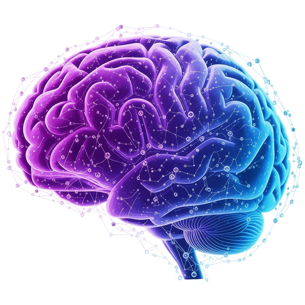 Brain